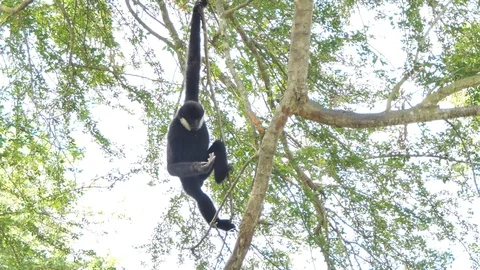 White Cheeked Gibbon on tree. Stock Footage 89833671