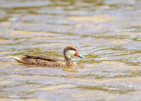 White Cheeked Pintail Stock Photos