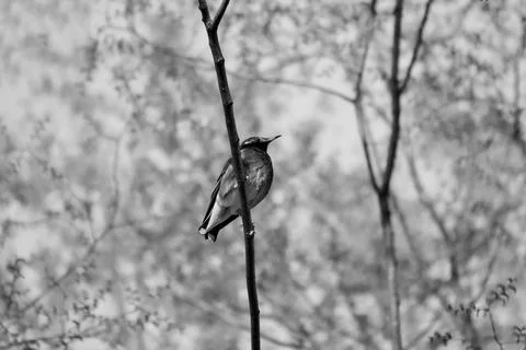 White-cheeked starling Stock Photos