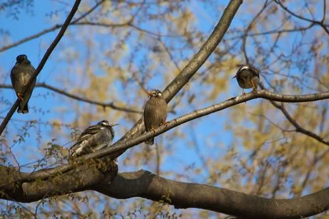 White-cheeked starling Stock Photos