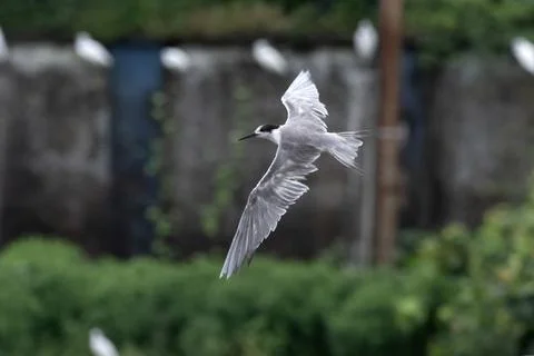 White-cheeked tern or Sterna repressa seen on Mumbai coast in Maharashtra, .. Stock Photos