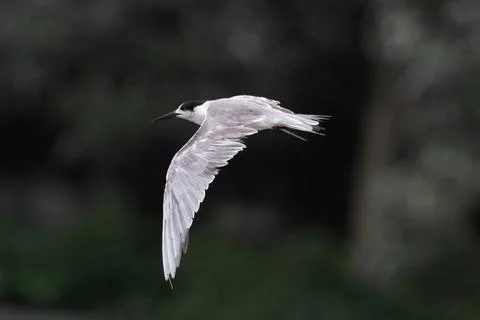 White-cheeked tern or Sterna repressa seen on Mumbai coast in Maharashtra, .. Stock Photos