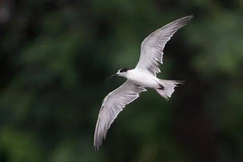 White-cheeked tern or Sterna repressa seen on Mumbai coast in Maharashtra, .. Stock Photos
