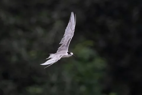White-cheeked tern or Sterna repressa seen on Mumbai coast in Maharashtra, .. Foto stock