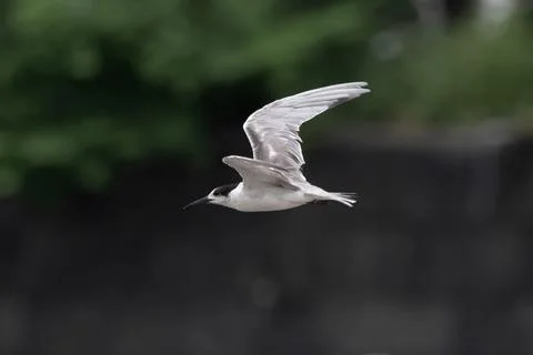 White-cheeked tern or Sterna repressa seen on Mumbai coast in Maharashtra, .. Stock Photos