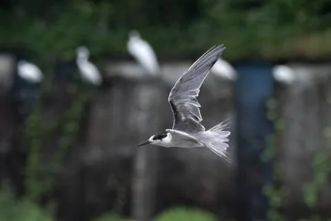 White-cheeked tern or Sterna repressa seen on Mumbai coast in Maharashtra, .. Stock Photos