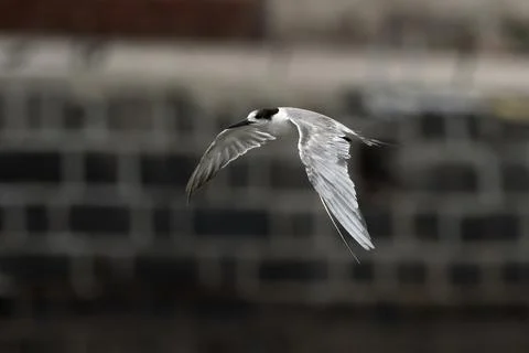 White-cheeked tern or Sterna repressa seen on Mumbai coast in Maharashtra, .. Foto stock