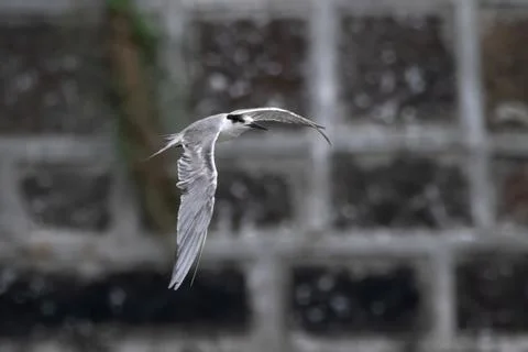 White-cheeked tern or Sterna repressa seen on Mumbai coast in Maharashtra, .. Stock Photos