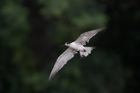 White-cheeked tern (Sterna repressa) observed on Mumbai coast in Maharashtra, Stock Photos