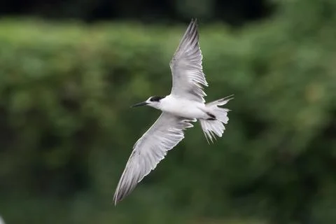 White-cheeked tern (Sterna repressa) observed on Mumbai coast in Maharashtra, Stock Photos