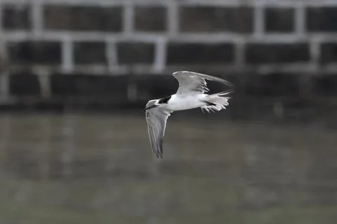 White-cheeked tern (Sterna repressa) observed on Mumbai coast in Maharashtra, Stock Photos
