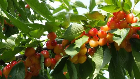 White cherry 2 Stock Footage 93110723