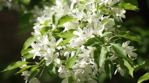 White Cherry Bloom, Close Up Stock Footage 50320980