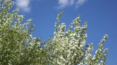 White Cherry Blooming On Blue Sky background Stock Footage 50319243