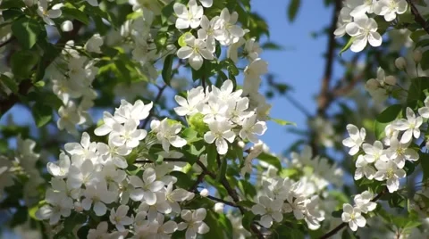 White Cherry Blooming, Close Up With Blue Sky Video stock 50321346