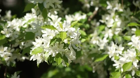 White Cherry Blooming, Close Up Stock Footage 50321390