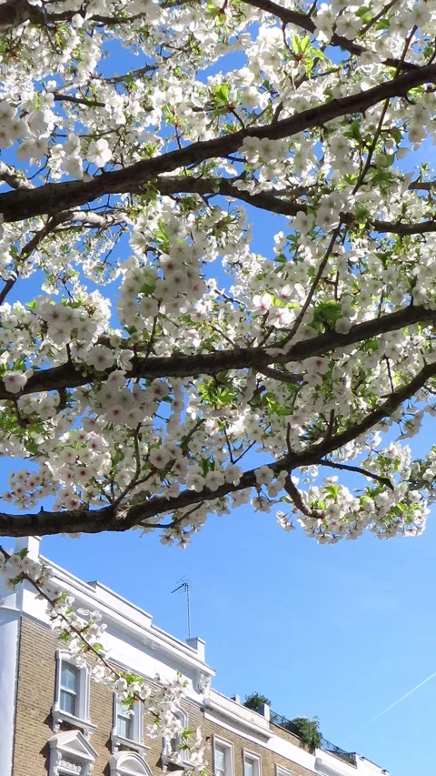 White Cherry Blossom Against The Clear Blue Sky 4K Vertical Video 스톡 동영상 332156434