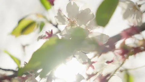 White Cherry Blossom Blooming on Branch with Green Leaves in Sunlight Stockbeeldmateriaal 337404854