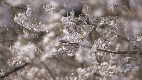 White Cherry Blossom blowing in the wind Stock Footage 98678903