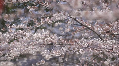 White Cherry Blossom blowing in the wind Stock Footage 98678936