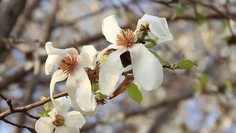 White Cherry Blossom on branch Stock Footage 104418474
