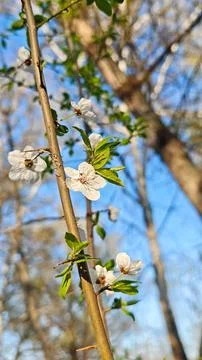 White Cherry Blossom Branch In Spring Garden Sunlight Close Up Stock Photos