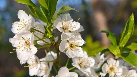White Cherry Blossom Branch In Spring Garden Sunlight Close Up Stock Photos