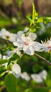 White Cherry Blossom Branch In Spring Garden Sunlight Close Up Stock Photos