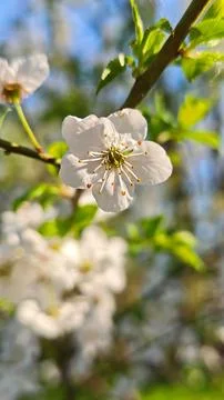 White Cherry Blossom Branch In Spring Garden Sunlight Close Up Stock Photos