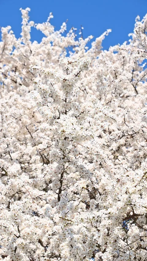 White cherry blossom branches blooming against clear blue sky in spring Stock Footage 331527060