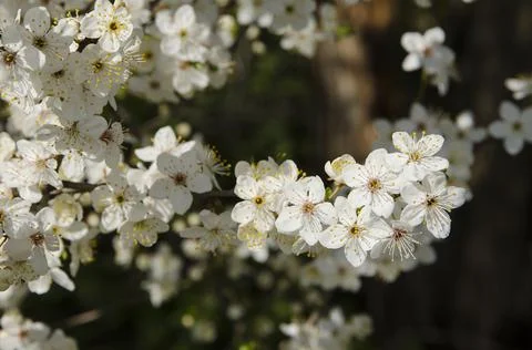 White cherry blossom branches in spring  Stock Photos