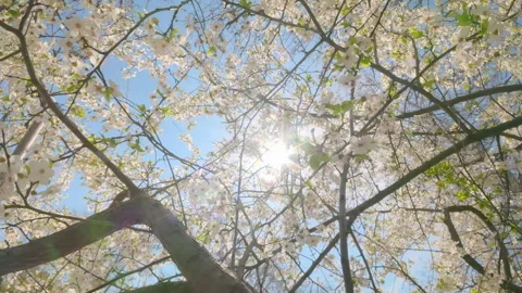 White Cherry Blossom Branches with Sun Rays in Blue Sky Stock Footage 333399836