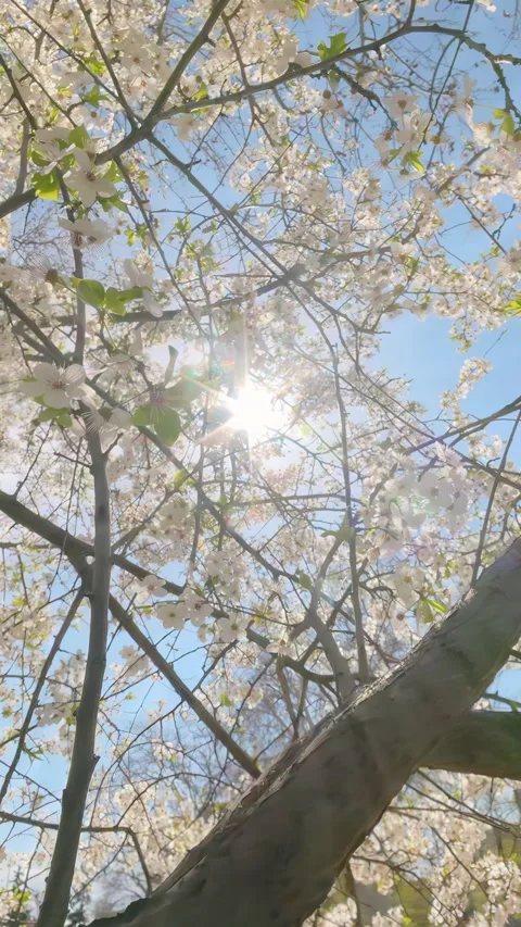 White Cherry Blossom Branches with Sun Rays in Blue Sky Stock Footage 336003753