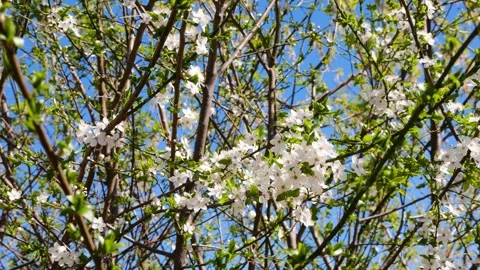 White cherry blossom branches swaying in the wind against a blue sky.  Vídeo Stock 332816721