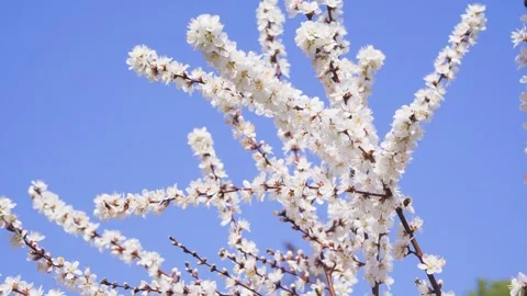 White Cherry Blossom Branches swaying against blue sky Stock Footage 342330571