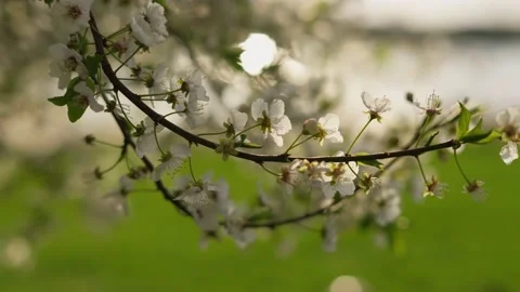 White cherry blossom on a cherry tree close-up. Stock Footage 240014401
