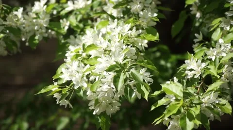White Cherry Blossom, Close Up Stock Footage 50320646