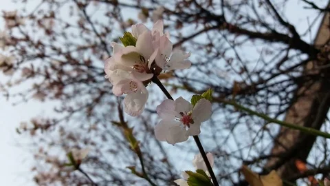 White cherry blossom closeup, cherry tree, flowers in spring, branches, Berlin Vídeos de archivo 76496638