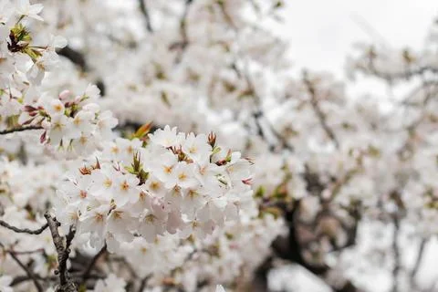 White cherry blossom during Spring season in Osaka, Japan Stock Photos