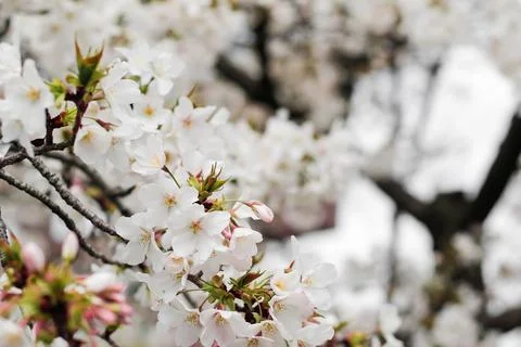 White cherry blossom during Spring season in Osaka, Japan Stock Photos