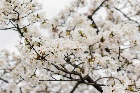 White cherry blossom during Spring season in Osaka, Japan Stock Photos