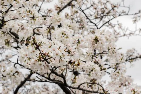 White cherry blossom during Spring season in Osaka, Japan Stock Photos