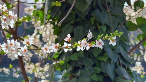 White cherry blossom flower on branch with green ivy Stock Footage 337360085