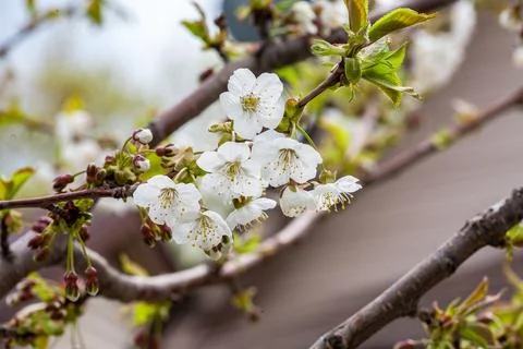 White Cherry Blossom Flowers Blooming on Branch Stock Photos