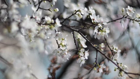 White Cherry Blossom Flowers in Spring, Delicate Blooming Tree Branch Stock Footage 330542199