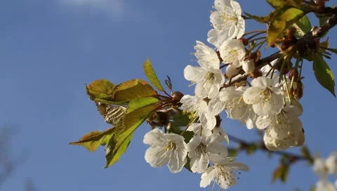 White cherry blossom Stock Footage 3147538