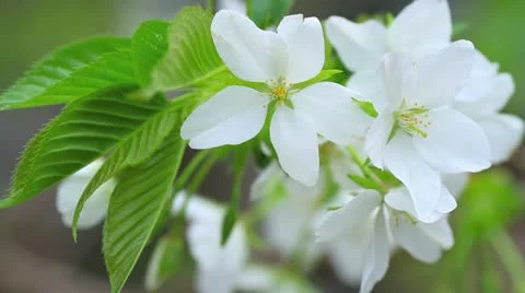 White cherry blossom. Stock Footage 10873814