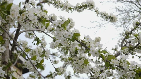 White cherry blossom Stock Footage 88547430