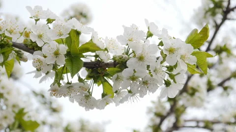 White cherry blossom Stock Footage 88547923