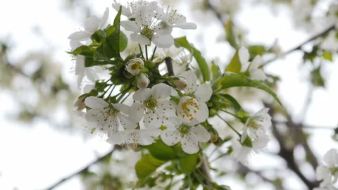 White cherry blossom Stock Footage 88548486